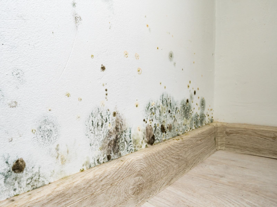 The wooden floor, wooden baseboard, and lower white wall of the corner of a room, with spots of mold growing on the wall.